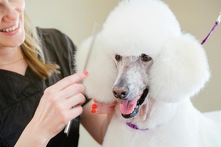 Master Poodle Ear Grooming: Safe Home Shaving Tips