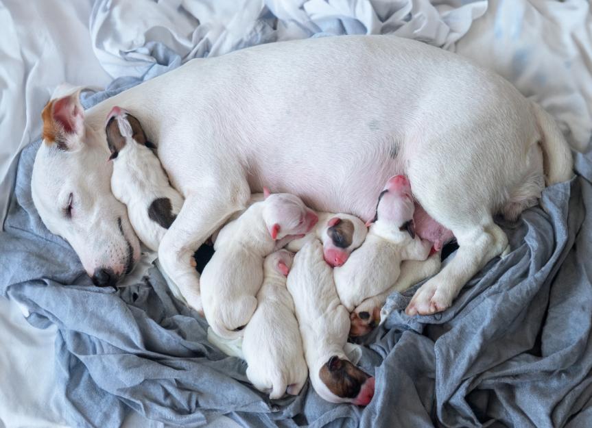 Mastering Dog Birth: A Step-by-Step YouTube Guide