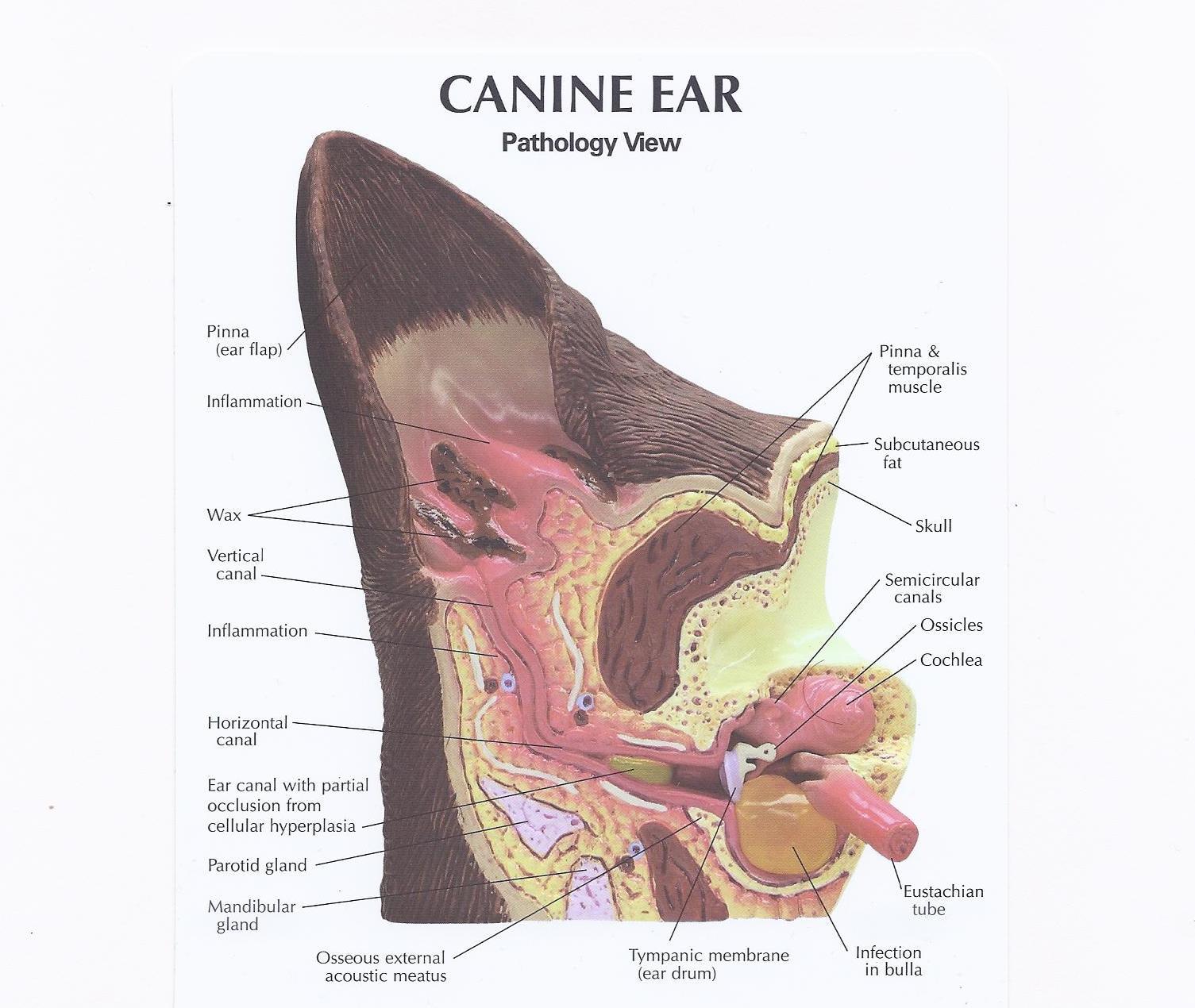 Understanding Your Poodle’s Ear ⁤Anatomy for ​Optimal Grooming